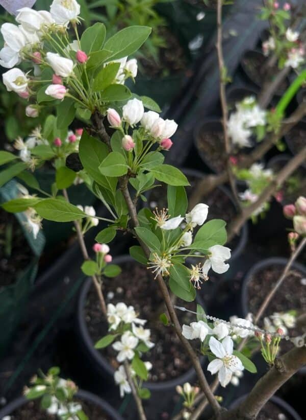 Malus 'Sutyzam' Sugar Tyme