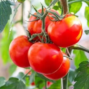 Tomatoes-Garden-View-Nursery
