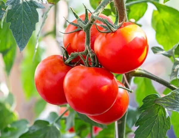 Tomatoes-Garden-View-Nursery