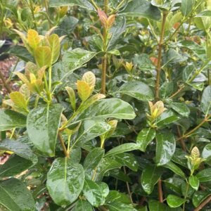 Viburnum-odoratissimum-Garden-View-Nursery