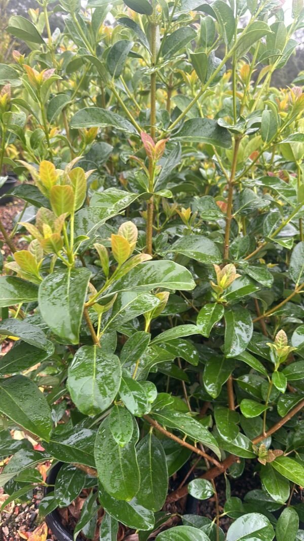 Viburnum-odoratissimum-Garden-View-Nursery