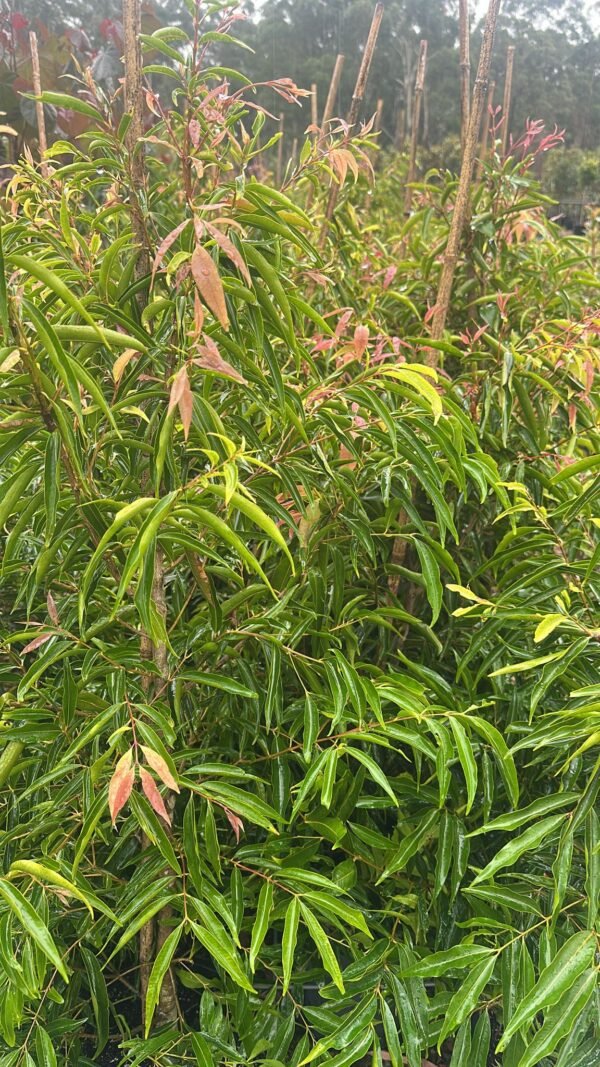 Weeping-Lilly-Pilly-_-Garden-View-Nursery