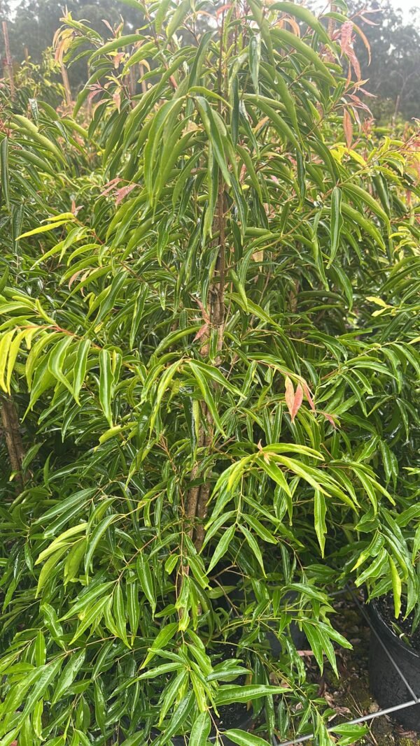 Weeping-Lilly-Pilly-_-Garden-View-Nursery