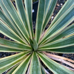 Yucca-Gloriosa-Garden-View-Nursery