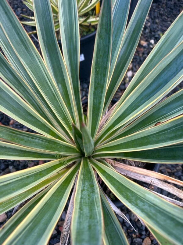 Yucca-Gloriosa-Garden-View-Nursery