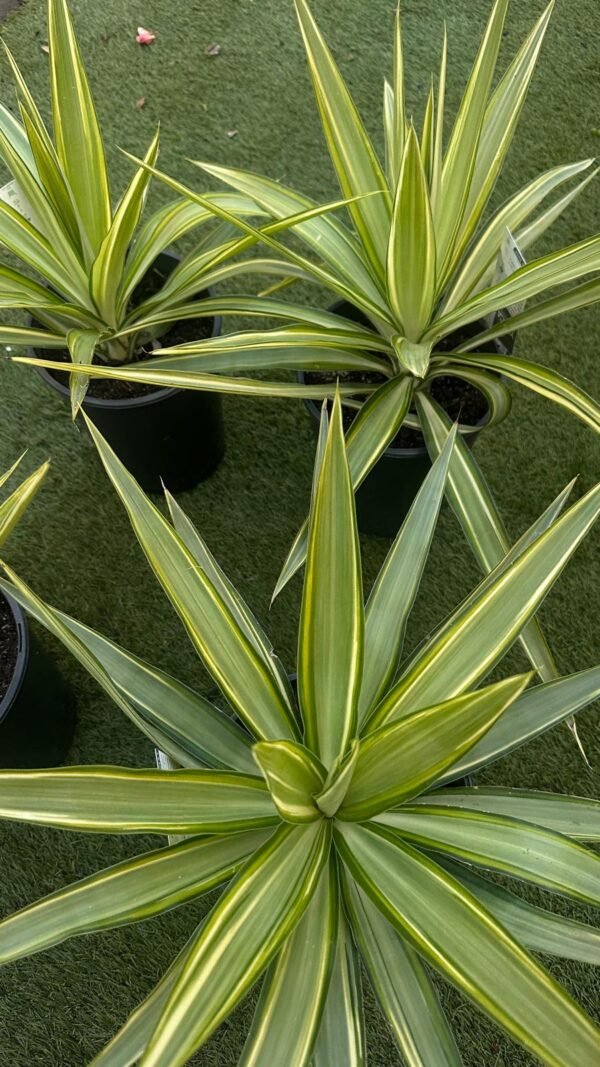 Yucca-elephantipes-Gardenview-nursery