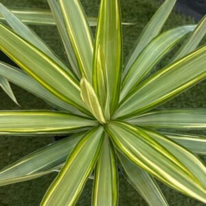 Yucca-elephantipes-Gardenview-nursery