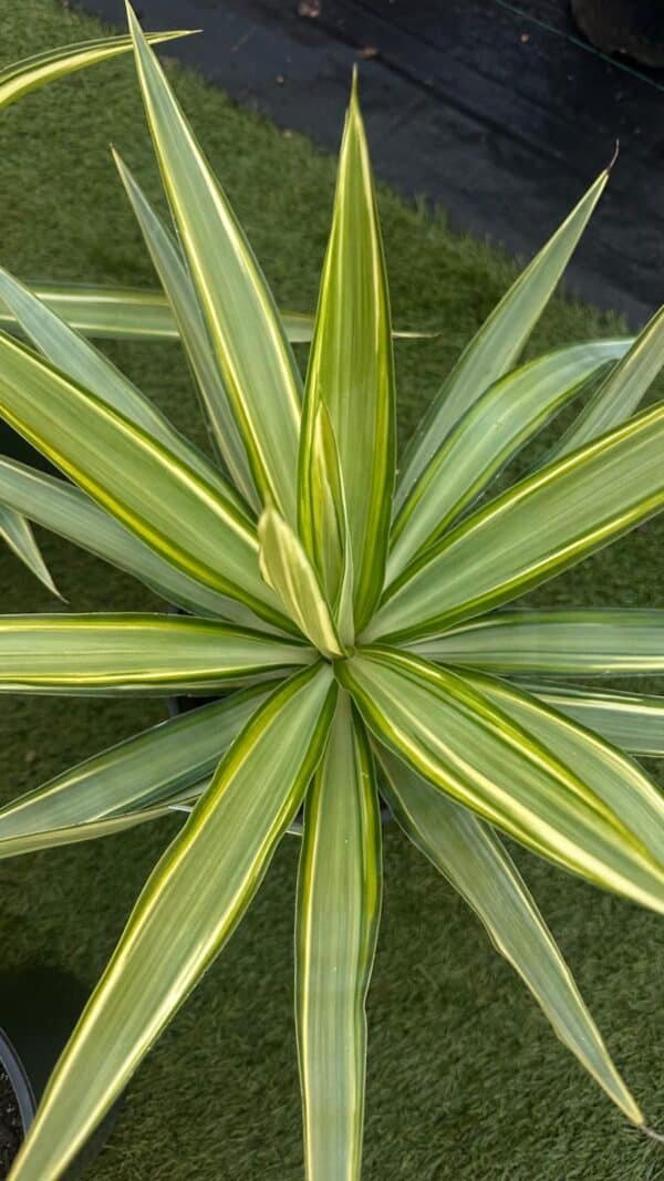Yucca-elephantipes-Gardenview-nursery