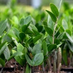 Zamioculcas-Zamiifolia-Garden-View-Nursery