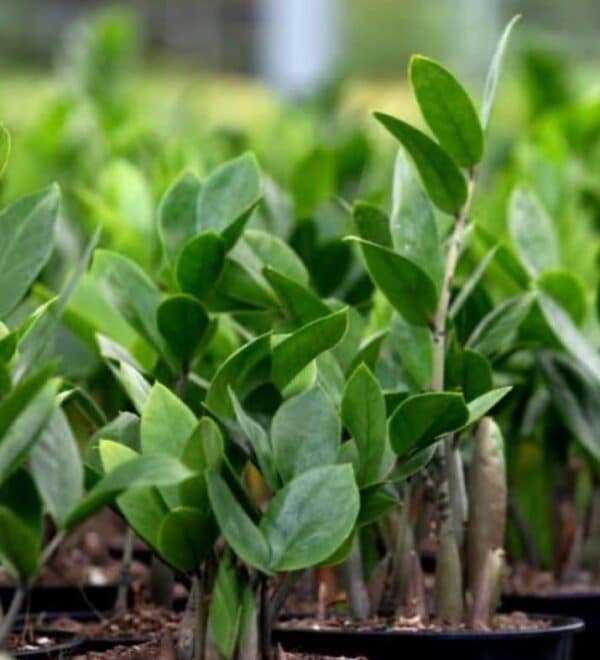 Zamioculcas-Zamiifolia-Garden-View-Nursery