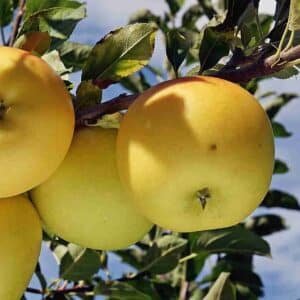 APPLE-GOLDEN-DELICIOUS-DWARF-Garden-View-Nursery