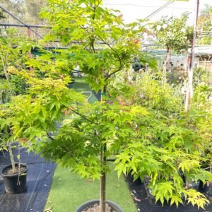 Acer-palmatum-Osakazuki-Garden-View-Nursery