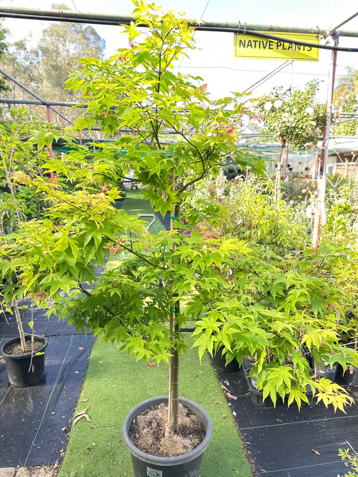 Acer-palmatum-Osakazuki-Garden-View-Nursery
