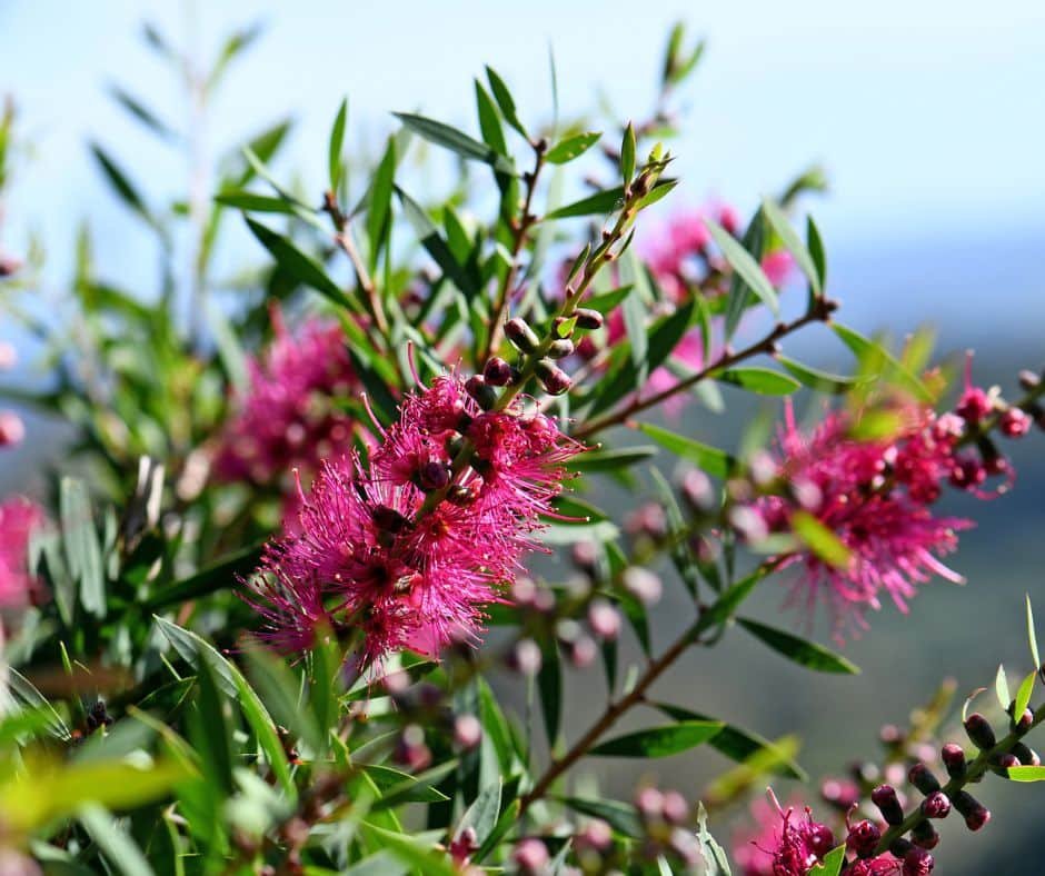 Australian Native Garden View Nursery - Garden View Nursery