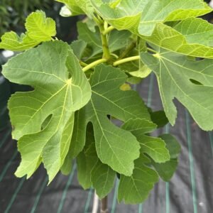 Black-Genoa-Fig-Garden-View-Nursery