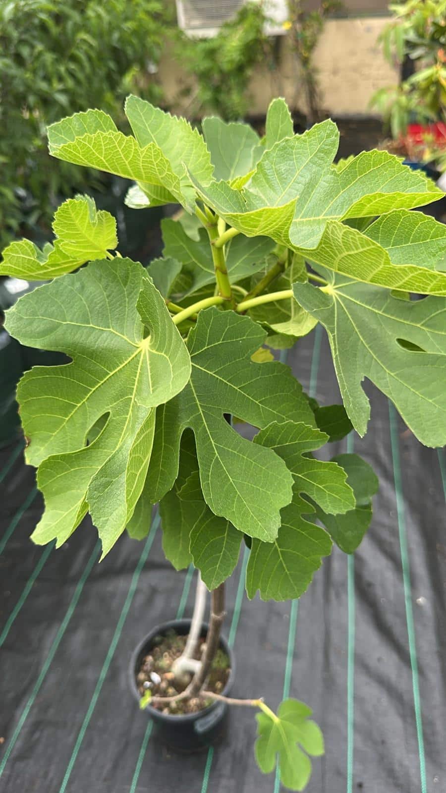 Black-Genoa-Fig-Garden-View-Nursery
