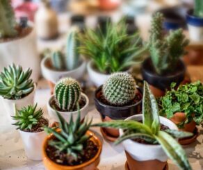 Cactus and Succulents Garden View Nursery Cactus and Succulents Garden View Nursery