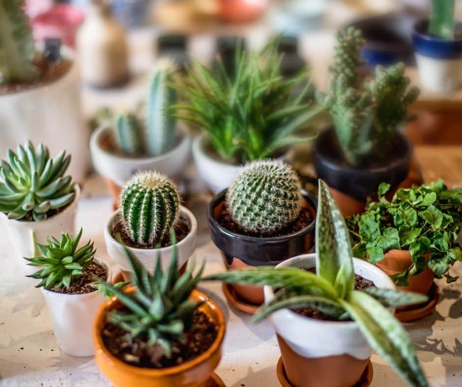 Cactus and Succulents Garden View Nursery - Garden View Nursery