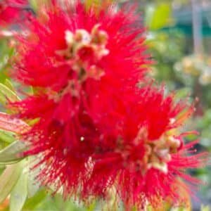 Callistemon-Little-John-Graden-View-Nursery