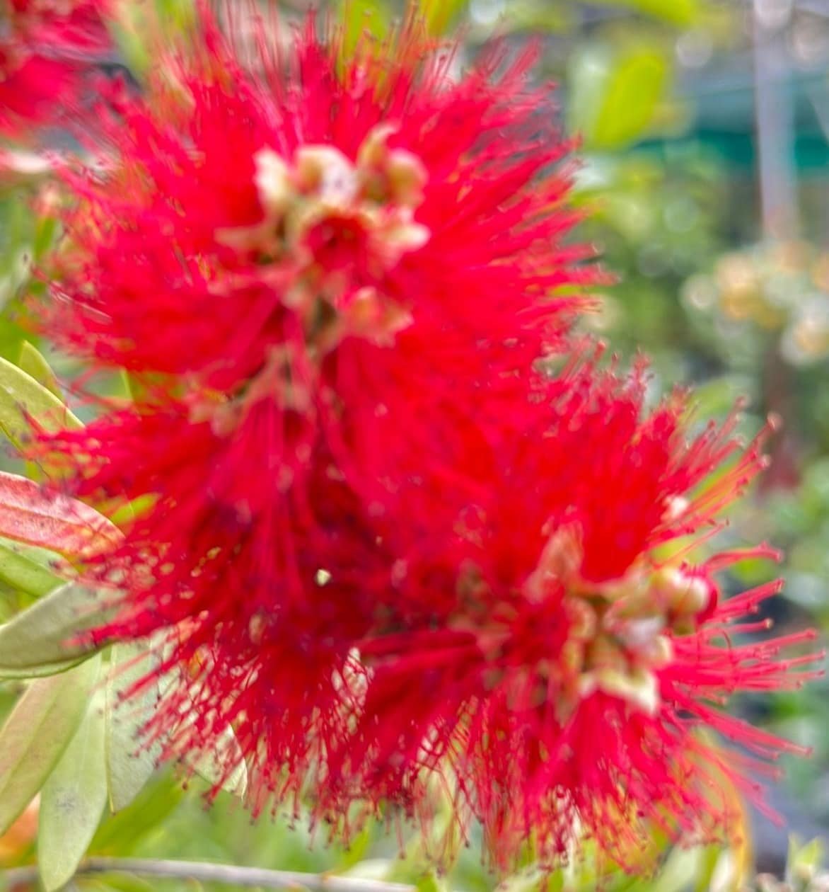 Callistemon-Little-John-Graden-View-Nursery