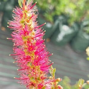 Callistemon-Mauve-Mist-Garden-View-Nursery