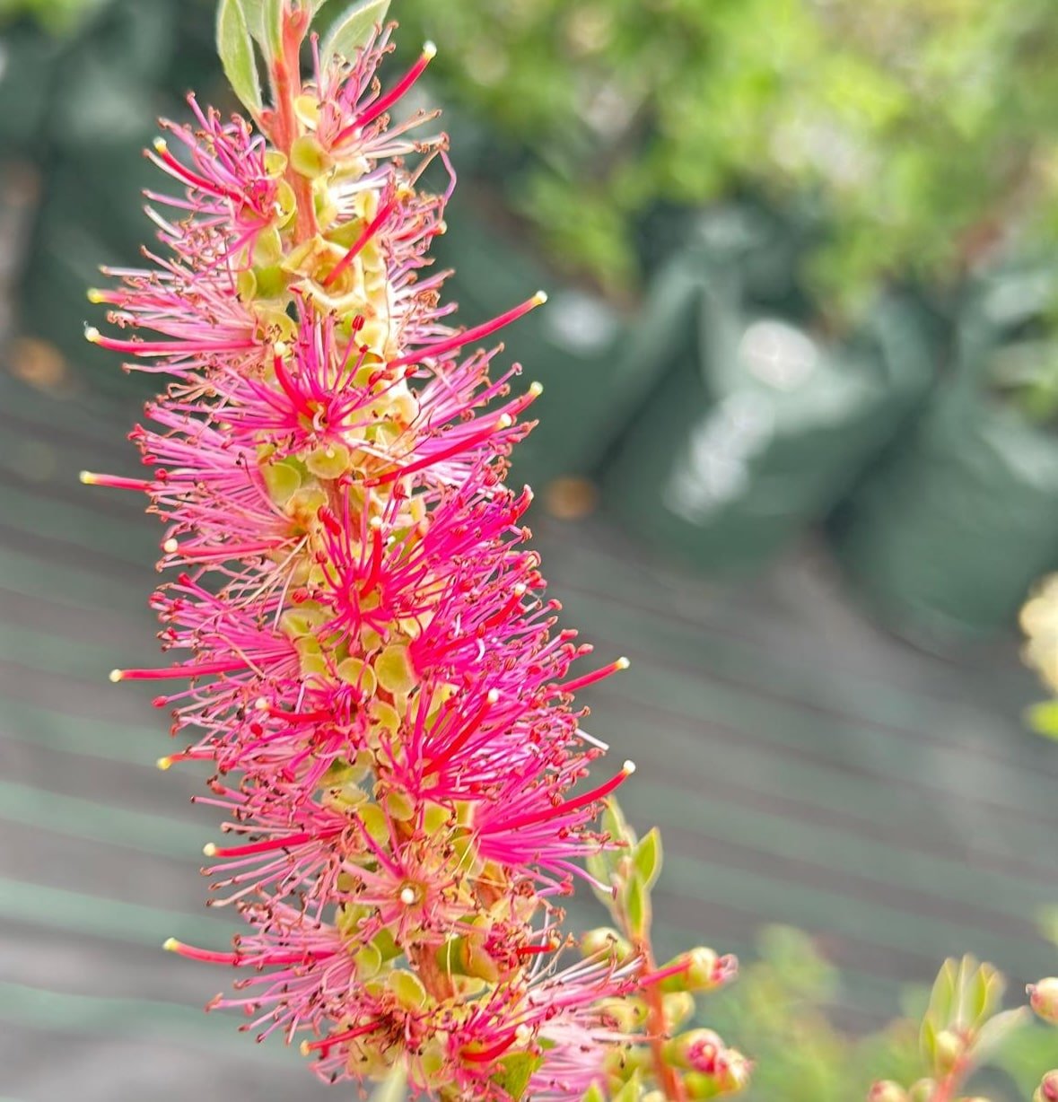 Callistemon-Mauve-Mist-Garden-View-Nursery