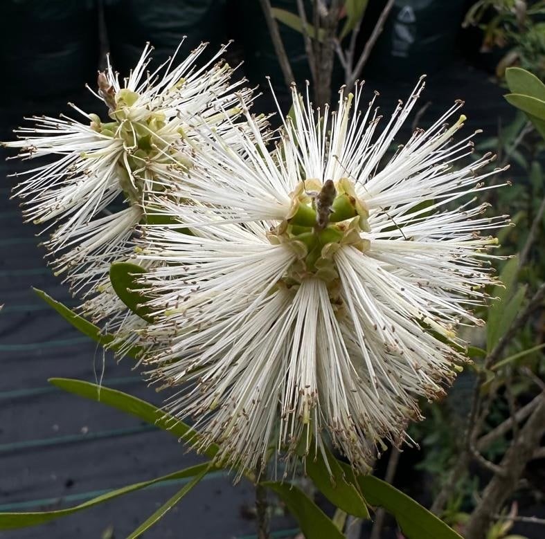 Callistemon-Snow-Burst-Garden-View-Nursery