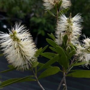 Callistemon-Snow-Burst-Garden-View-Nursery