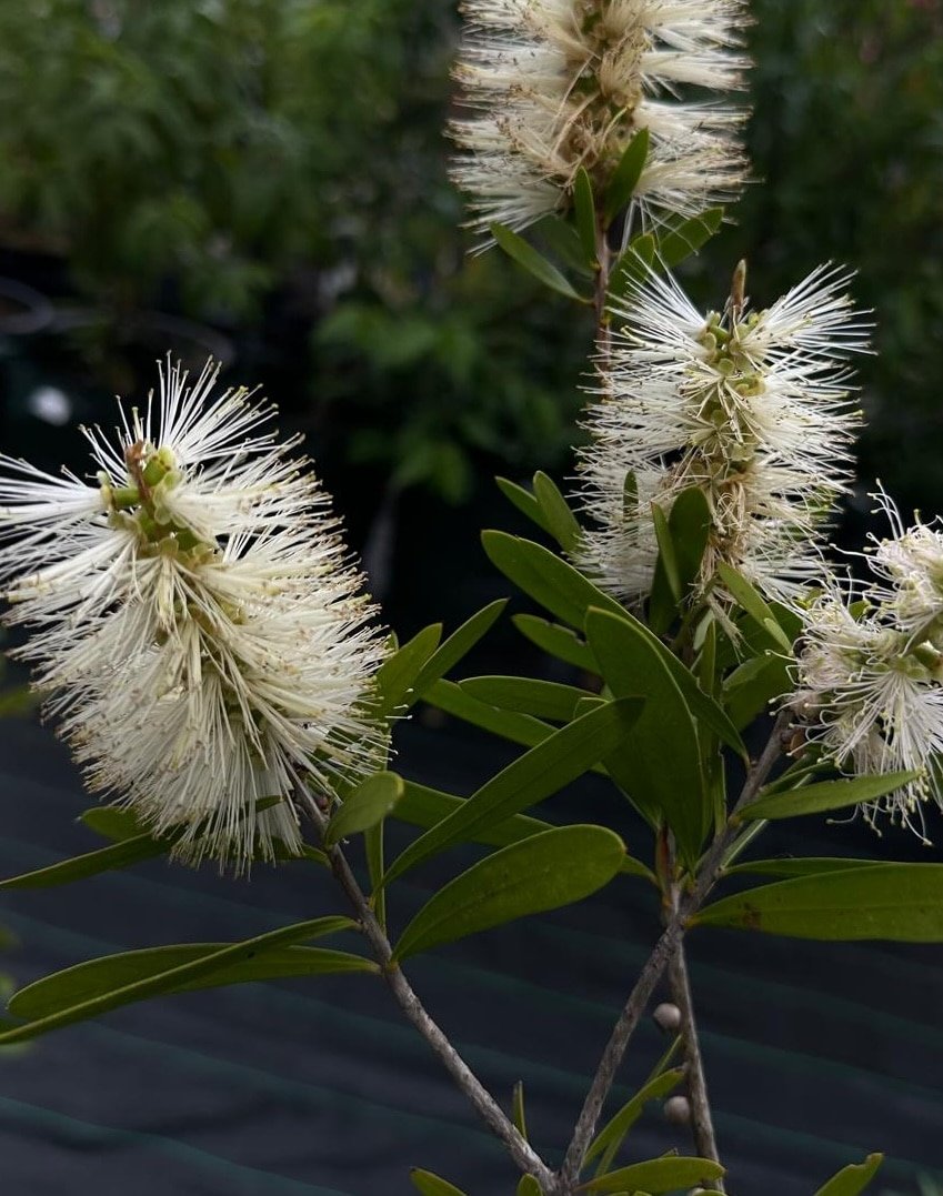 Callistemon-Snow-Burst-Garden-View-Nursery