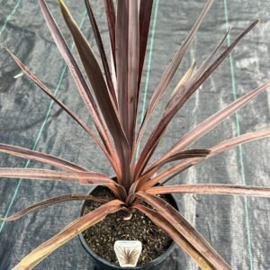 Cordyline-Australis-Red-Sensation-Garden-View-Nursery