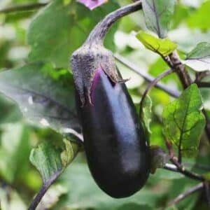 Eggplant-Black-Beauty-Garden-View-Nursery