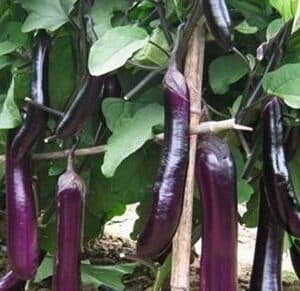 Eggplant-Long-Purple-Garden-View-Nursery