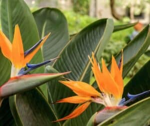 Feature-plants-Garden-View-Nursery