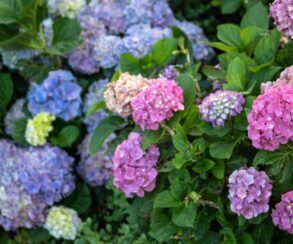 Flowering Plants Garden View Nursery Flowering Plants Garden View Nursery