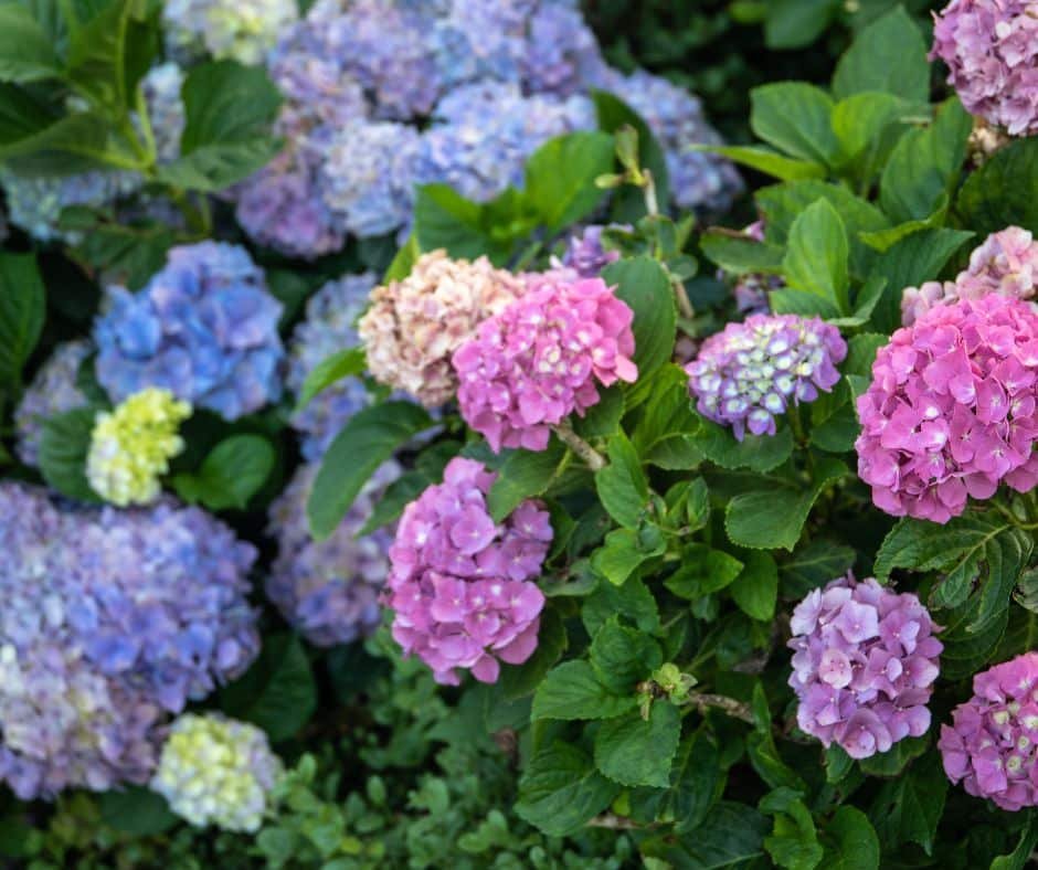 Flowring Plants Garden View Nursery - Garden View Nursery