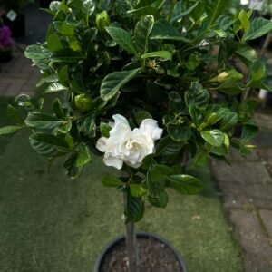 Gardenia Florida Standard