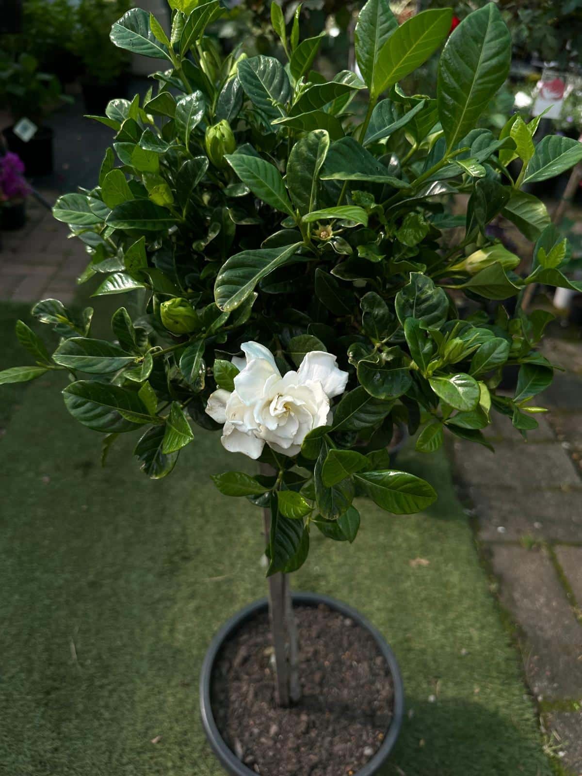 Gardenia Florida Standard