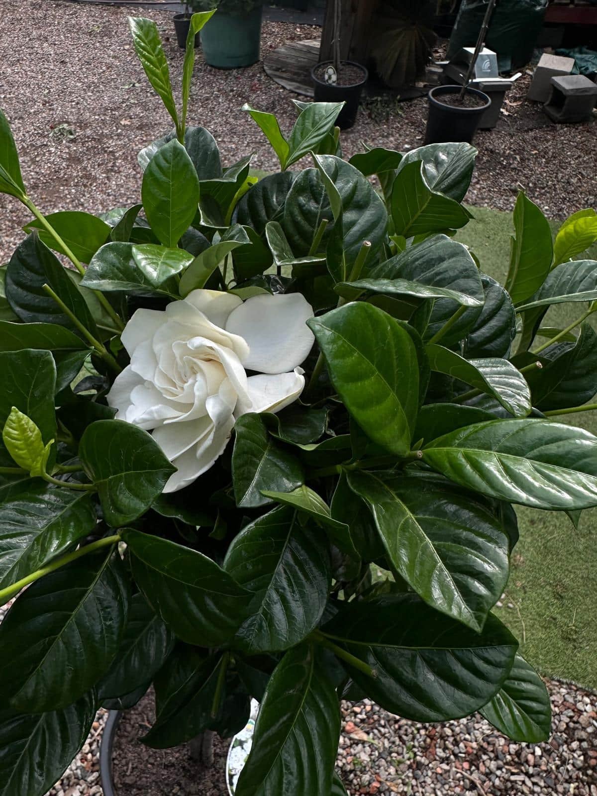 Gardenia-True-Love-Garden-View-Nursery.