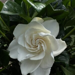 Gardenia-True-Love-Garden-View-Nursery.