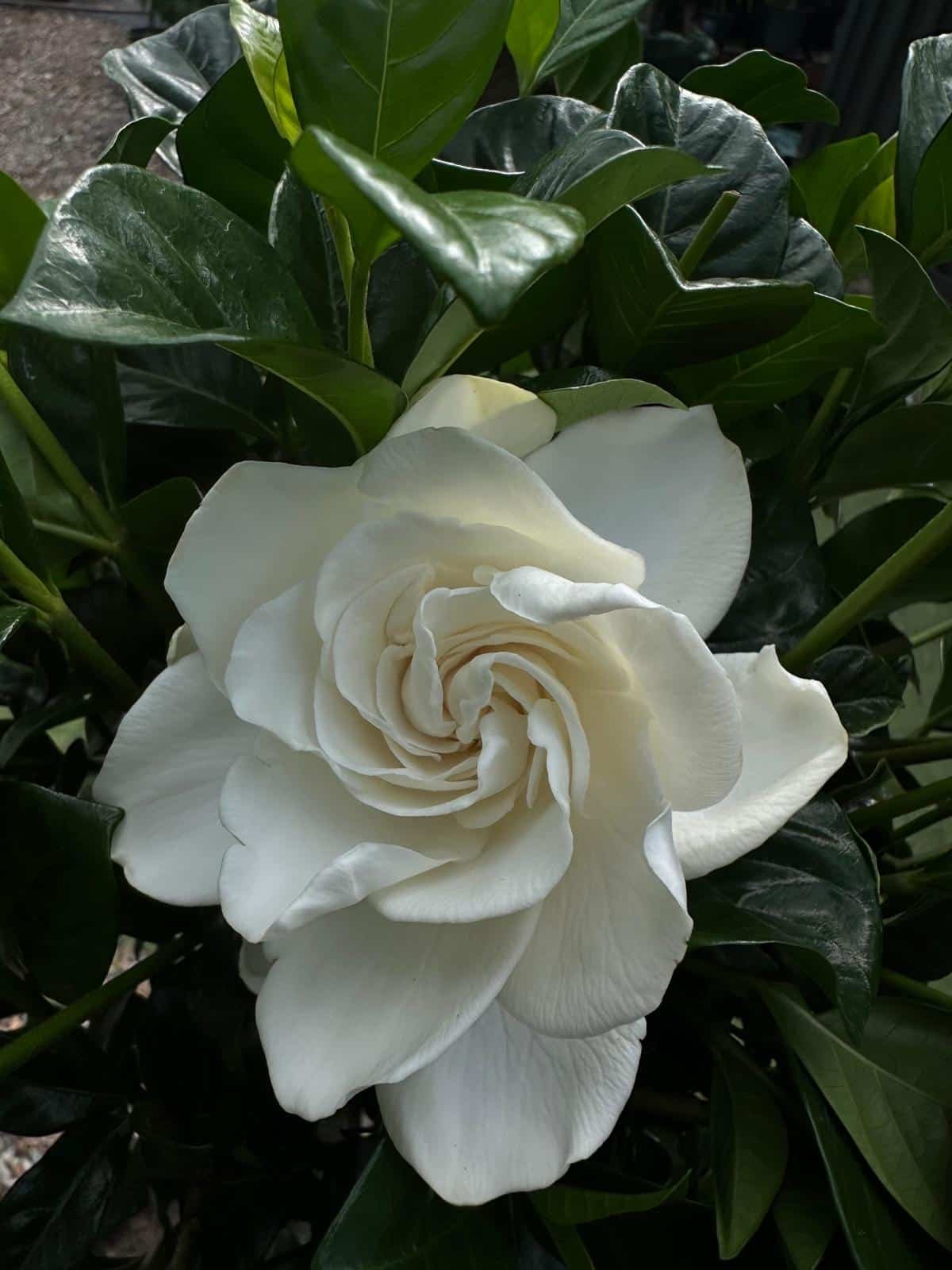 Gardenia-True-Love-Garden-View-Nursery.