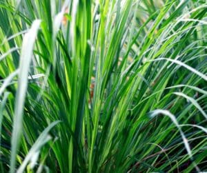 Grass Garden View Nursery