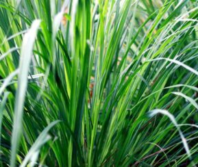 Grass Garden View Nursery Grass Garden View Nursery
