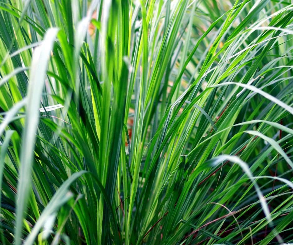 Grass Garden View Nursery 1 - Garden View Nursery