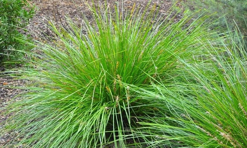 Grass Garden view Nursery - Garden View Nursery