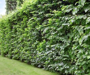 Hedging Garden View Nursery Hedging Garden View Nursery