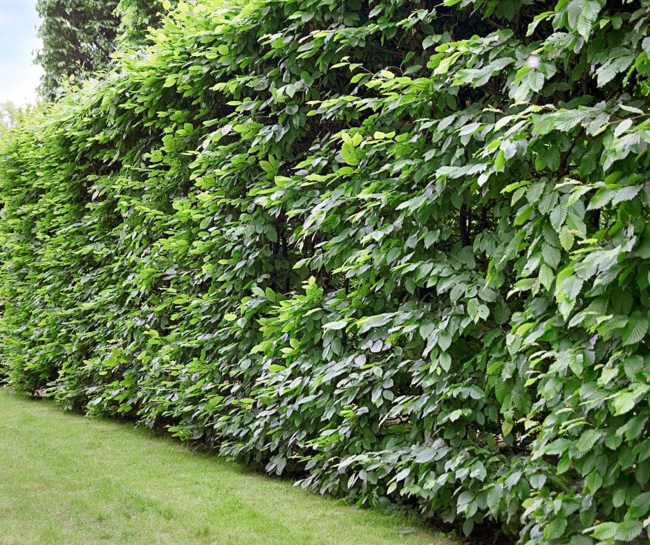 Hedging Garden View Nursery - Garden View Nursery