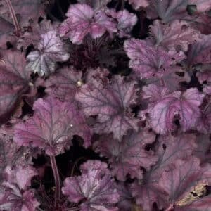 Heuchera (Berry Smoothie) Garden View Nursery