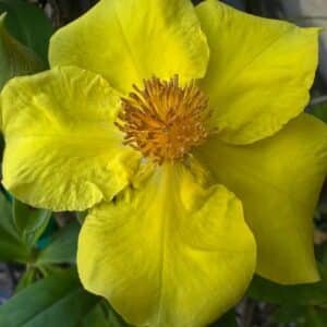 Hibbertia-Garden-view-Nursery