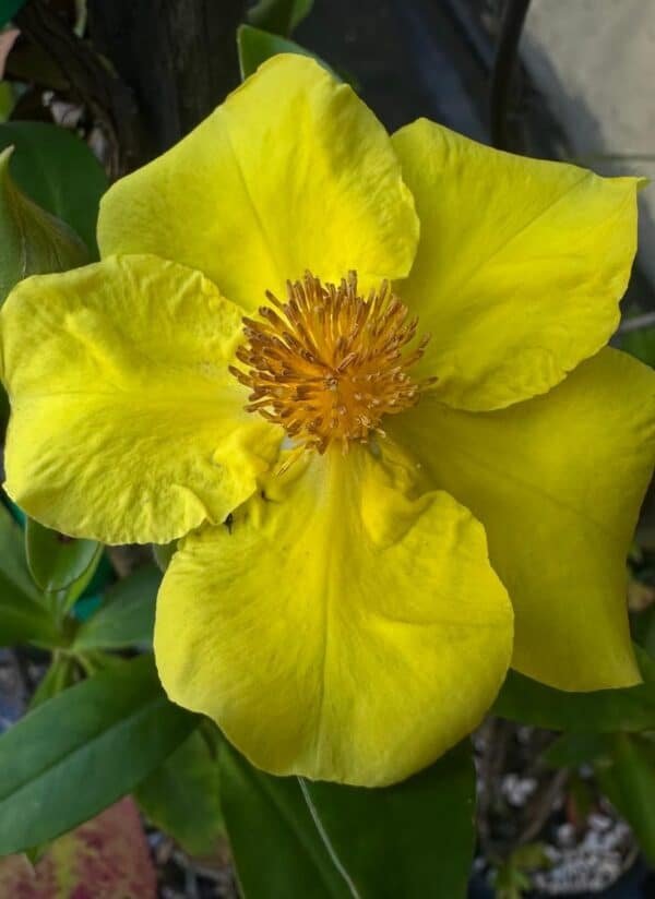 Hibbertia-Garden-view-Nursery