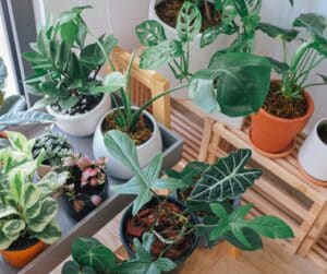 Indoor Plants Garden View Nursery - Garden View Nursery